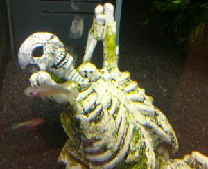 aquarium skelett